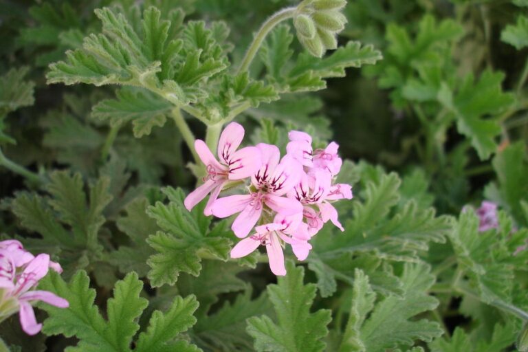 Geranium Bourbon MNB